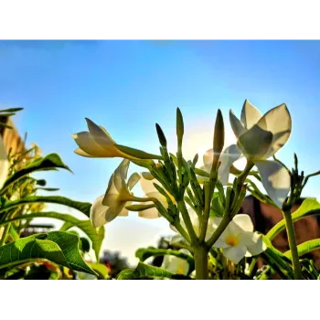 Jasmine Plants